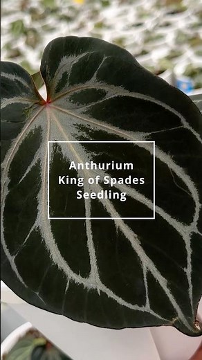 These Anthurium King of Spades Selfing are Diverse and Wild 🥵