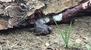 Behold the majesty and grace of a toad. | The Biodiversity Photoblog