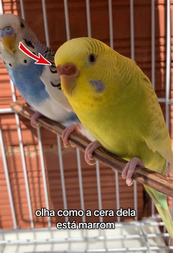 Piriquitinhos Prontos para Reprodução e Dicas