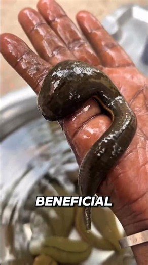 Why People Keep Leeches as Pets 🤯🩸