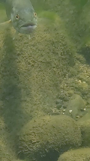 He had the craziest look in his eyes and at one point he said “Let’s get it on!” #fish #bass #scuba #fishing #lakenatoma | Merman Mike