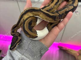 CB23 Female Pied Royal Python - £100