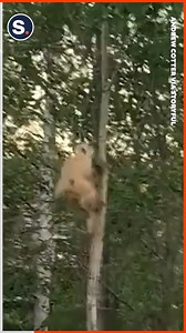 Ever seen an albino porcupine? | storyful