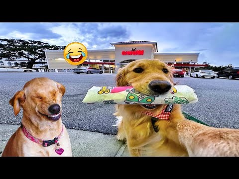 The FUNNIEST Pet Videos of the year! 🤣 🤣BEST Compilation