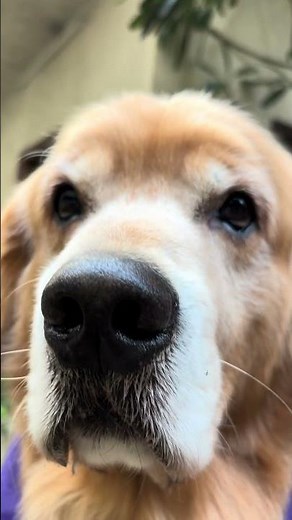 How to make your dog to stop sniffing too much on walks!