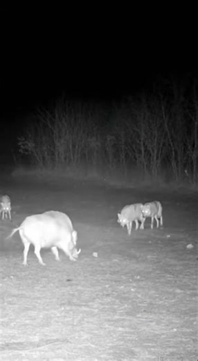 Infrared wildlife camera, a wolf pack surrounding a wild boar, tense standoff, dust rising, raw