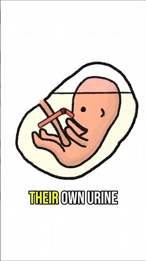 Do Babies Pee and Poop in the Womb