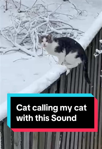 Cat Calling My Cat with This Fun Sound