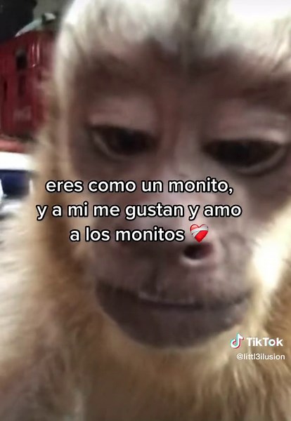 #monitos #sp #monkilover #fyp #core #monkis #fyppp #foryoupage #monkistyle #ilovemonkeys