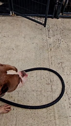 Olde English Bulldogges| American Bulldogs| Alaunt Gentile on Instagram: "Cannon's Bamberg of Buff Bullies, sire to the current litter of pups. #cannonbulldogs #americanbulldog #bulldog"