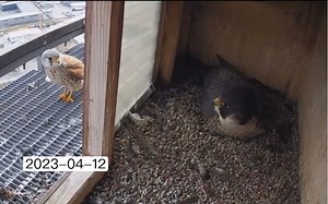 小红保安与妮妮隔窗相望（补档2023.04.12）