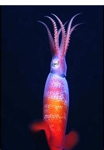 A giant squid transforms! Eyes can’t believe it! #squid #giantsquid #giantsquidfishing #giantsquidfishing #ocean