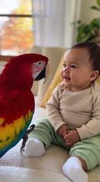 🦜 Scarlet Macaw Teaches Baby to Count — The Funniest Ever! 😂❤️#ScarletMacaw #TalkingParrot #CuteBaby