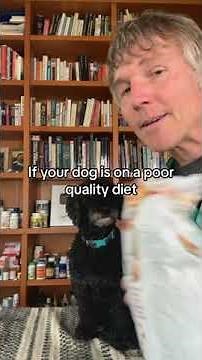 5 reasons why your dog eats grass and what you can do about it