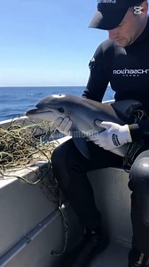 935K views · 10K reactions | Fisherman Save Baby Dolphin From Dying To Plastic Waste!#Rescue #Wildlife #Animals | Daniele Marino Page | Facebook