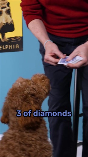 Magic Dog and Mind Reading Fun with Jack