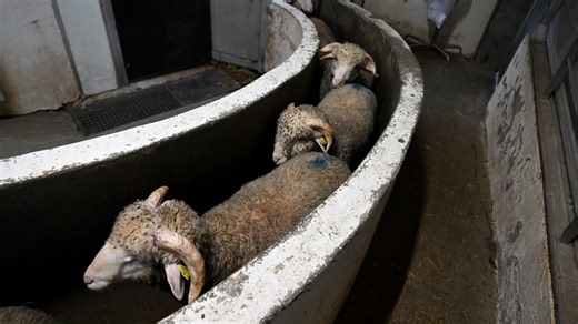 "Égorgés conscients et découpés encore vivants": un abattoir de la Loire visé par une plainte de L214