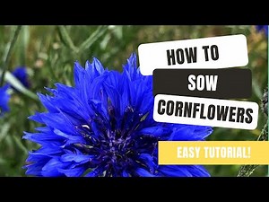 How To Grow Colourful Cornflowers From Seed