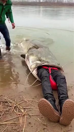 Recomendaciones de pesca: técnicas para atrapar catfish