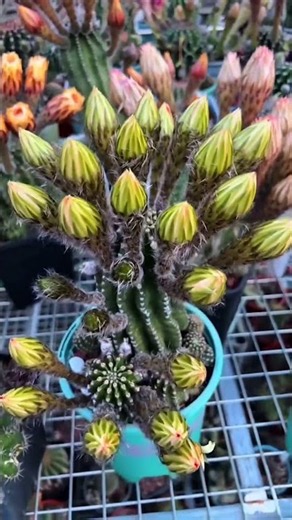 Breathtaking Cactus Flower Blooming! 🌸✨