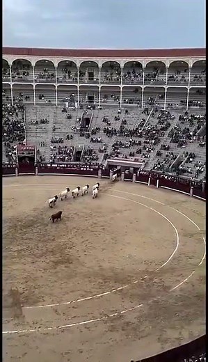 EL MAYORAL HACE UN TRABAJO EJEMPLAR EN EL CAMPO BRAVO