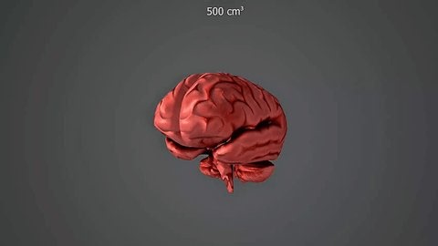 clip-4027845809-3d-animation-australopithecus-brain-size-showing-cranial