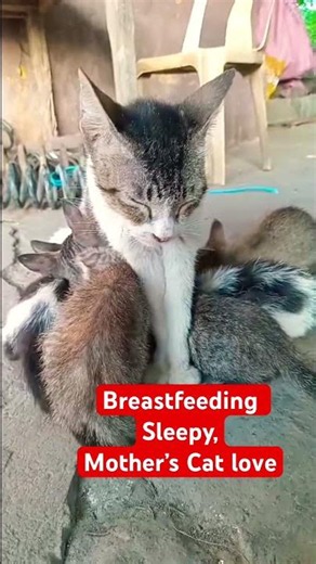 Breastfeeding mother’s Cat love #shortsvideo