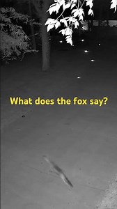 Fox Running at Night!