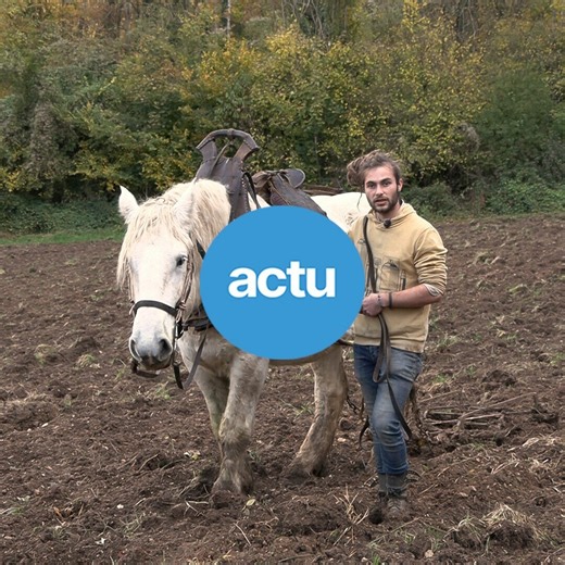 274K views · 1.2K reactions |  Un retour aux sources et aux méthodes d'antan. Lowik, paysan boulanger, fait équipe avec Moustique, un cheval de trait, pour cultiver son blé. Une manière de garder la main sur tout le processus pour proposer un pain de qualité ⬇ | actu.fr | Facebook