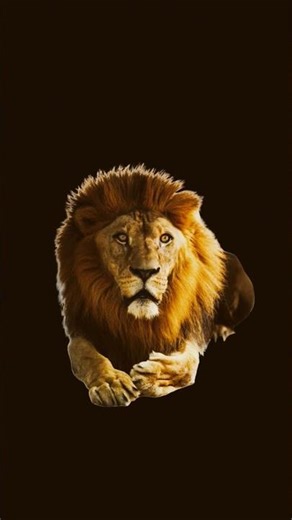 #edit #funny #comedy lion