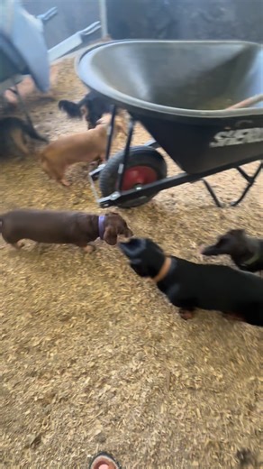 All the sticky beaks have to know what’s behind each stable door | Sausage Stayz