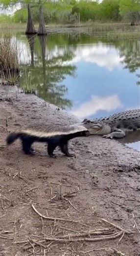 The Ultimate Standoff: Honey Badger vs. Giant Alligator! 🐊😲