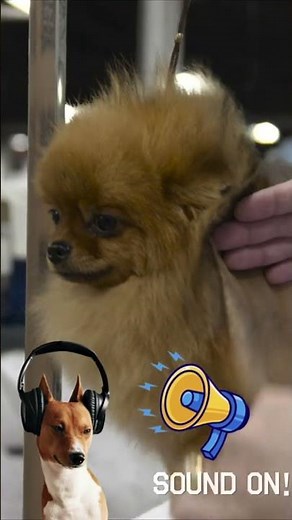 National Dog Show ASMR 🐾🎧