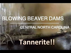Blowing Beaver Dams | Three Tannerite EXPLOSIONS!! | Waterfowl Management