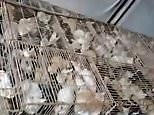 Shocking footage shows hundreds of cats crammed into rusty cages