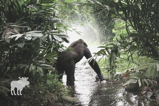 How Many Gorillas Are Left In The World? — Forest Wildlife