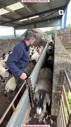 Separating Sheep Goes Wrong in the Most Chaotic Way 😱