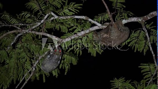 Slow Loris primate on a tree