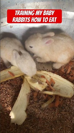 Training my baby rabbits how to eat #shorts #viralshorts babyrabbits #newbornrabbits #rabbitfeeding