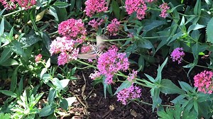 310K views · 8.6K reactions | Check out this hummingbird moth! Isn't nature amazing?  | Garden Answer | Facebook