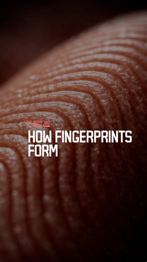 How Fingerprints Form - Fingerprints form before birth as developing skin buckles under fluid motion and microscopic instability in the womb, creating a unique and permanent pattern sealed into the skin before the first breath. | The Brain Maze