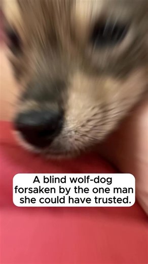 At just 8 weeks old, Sable — a tiny blind wolf-dog pup — was fighting for her life alone in the woods. She had been abandoned, terrified, and left without the ability to see more than faint shadows. Because of this, she was starving, dehydrated, and dangerously vulnerable. Every rustle in the forest sent her into panic. She couldn’t find food. She couldn’t defend herself. She was a baby trying to survive in a world she couldn’t even see. The hikers who found her said she was stumbling through th