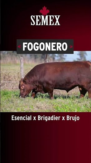 FOGONERO ♦️ SEMEX