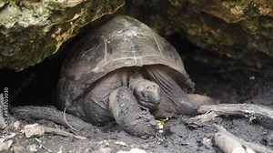 Giant tortoise giving birth lying in rock cave, opening its mouth. Stock Video