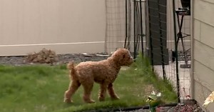 Spokane region faces growing tick problem, researchers find