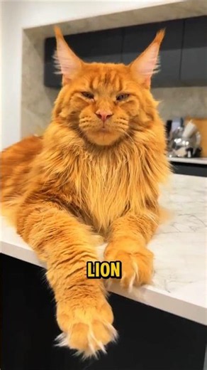 Maine Coon Secrets That You Should Know