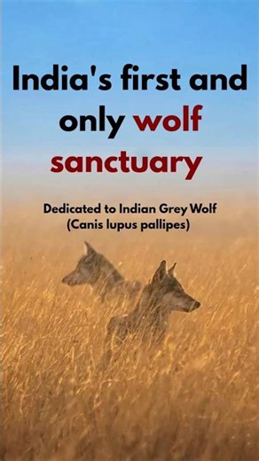 Indian Wolves of Jharkhand | Biodiversity | Key Points | UPSC | SSC | RRB | GK | General Knowledge