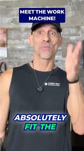 Australian Kelpie: Built to Work All Day 🦮 #shorts