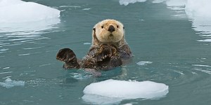 Sea otters demonstrate that there is more to muscle than just movement