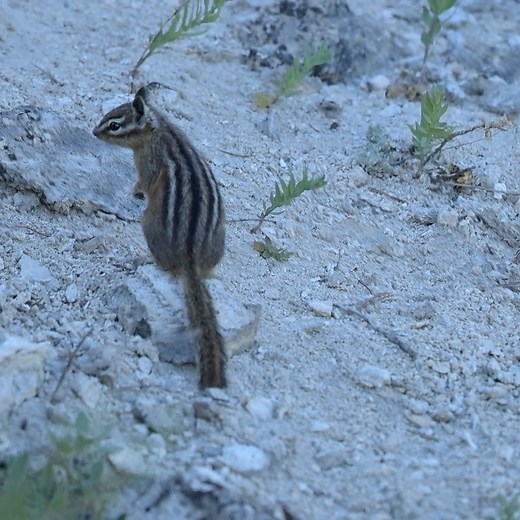 Here' the chipmunk I failed to load vidoe to. Yellowstone National Park - I slowed this chipmunk down so you could see he took the time to sniff the clover. May we all slow our fast pace down to sniff the flowers. #chipmunk #yellowstonenationalpark | Holm On The Range